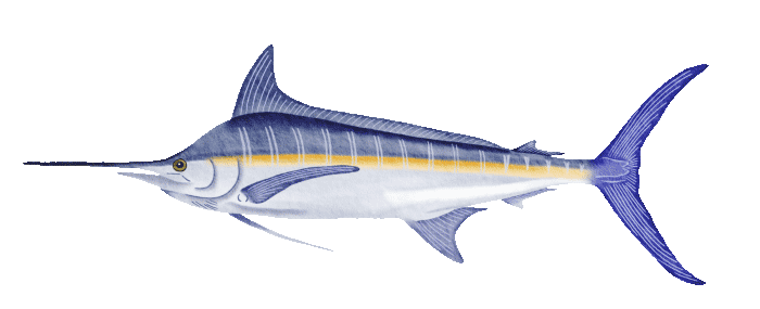 fish.gif