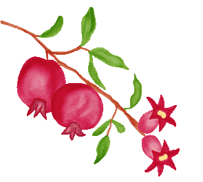 Pomegranate_right.gif
