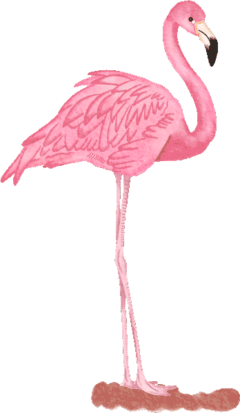 flamingo1.gif