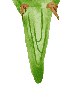 tail.gif