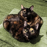 portrait-catsgreen.png