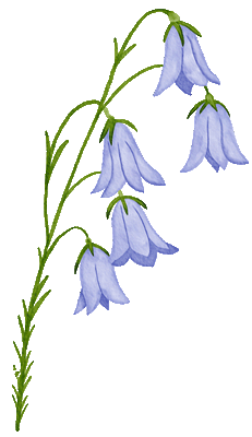 blue-flower.gif