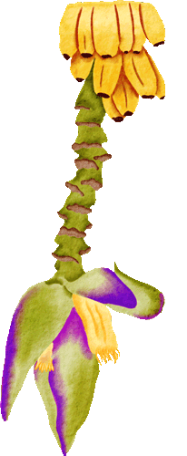 platano.gif