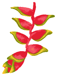 Flor-de-Paraiso.gif