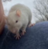 Live Feeder Rat, Large
