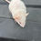 Thumbnail: Live Feeder Rat, Small