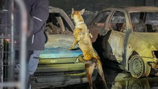 Tail help: the EU provides Ukraine with demining dogs