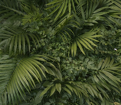 ferns.png