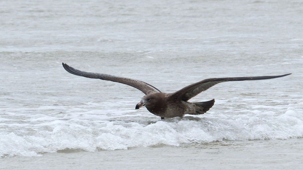 First Native Seabird Records H5 Bird Flu Detection