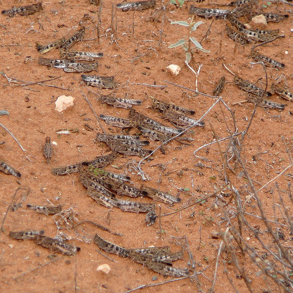 Locust numbers rise after favourable conditions