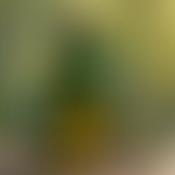 Doğru Organik Zeytinyağı Seçimi: Sofranızın Altın Dokunuşu