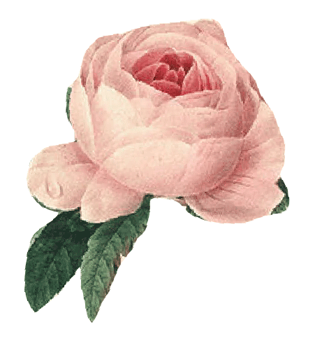 rose.gif