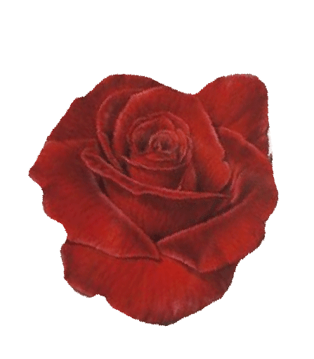 rose1.gif