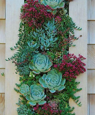 9-ideias-de-decoracao-com-plantas-para-o-dia-das-maes-quadro-com-suculentas