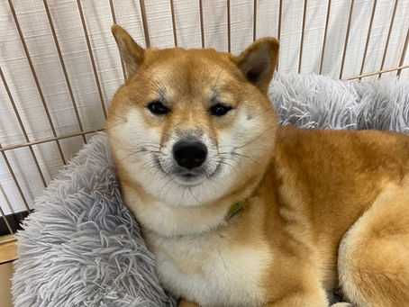 今日のハク🐕#02
