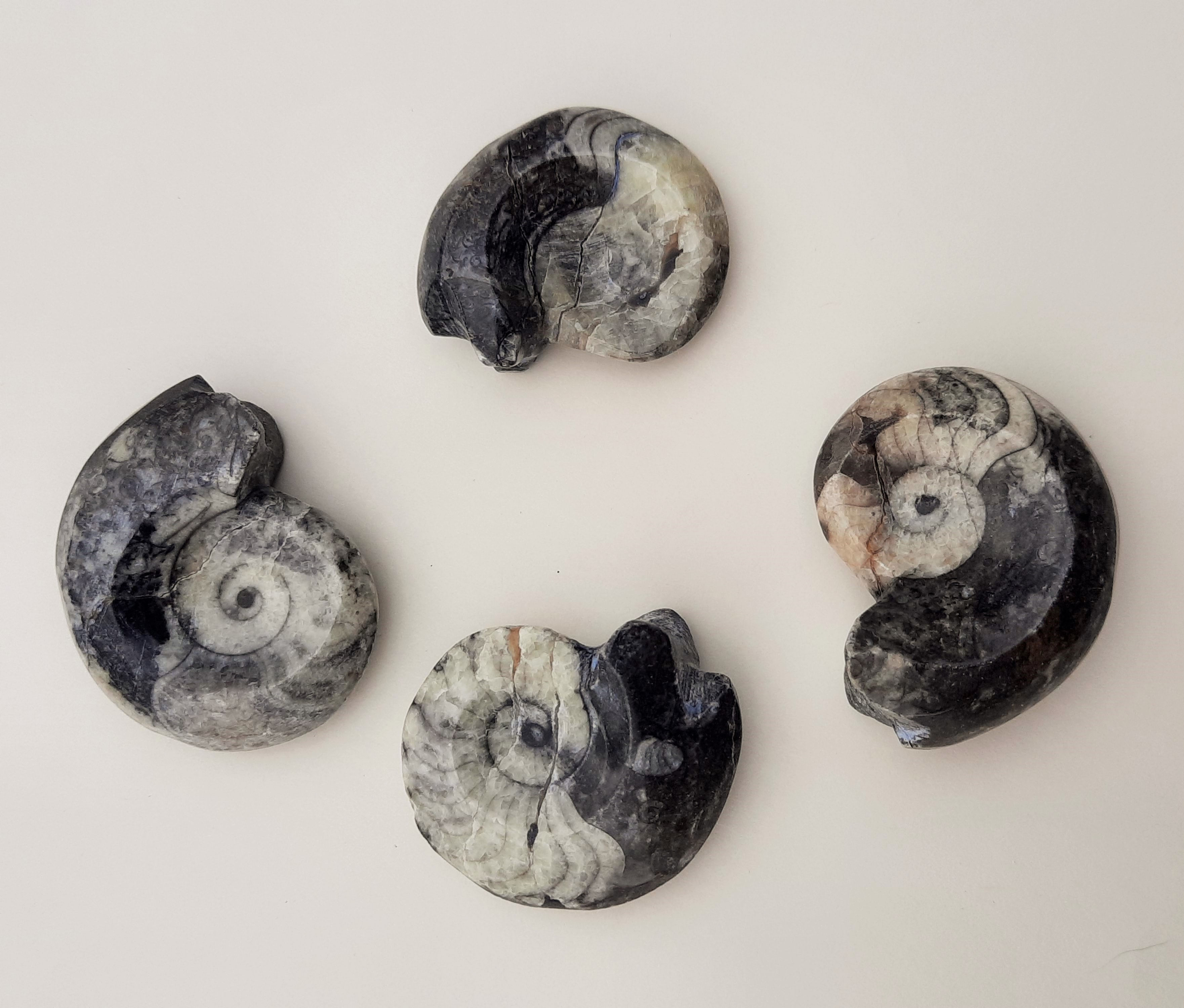 Ammonite Fossil