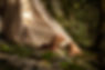 Paysage-19_edited.jpg