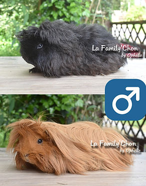 ROMEO et JERSEY.jpg