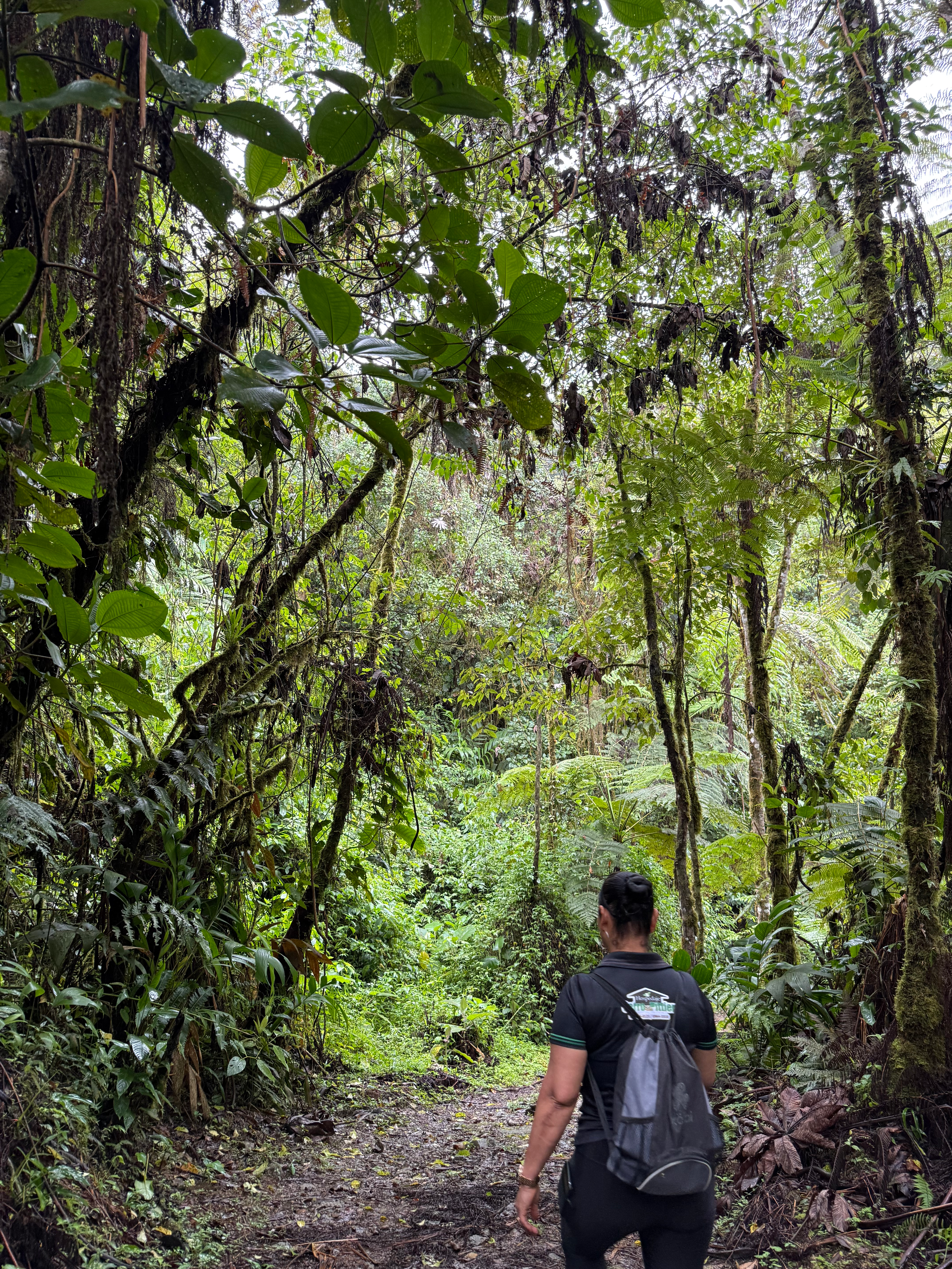 高さ10mの巨大な古代シダ