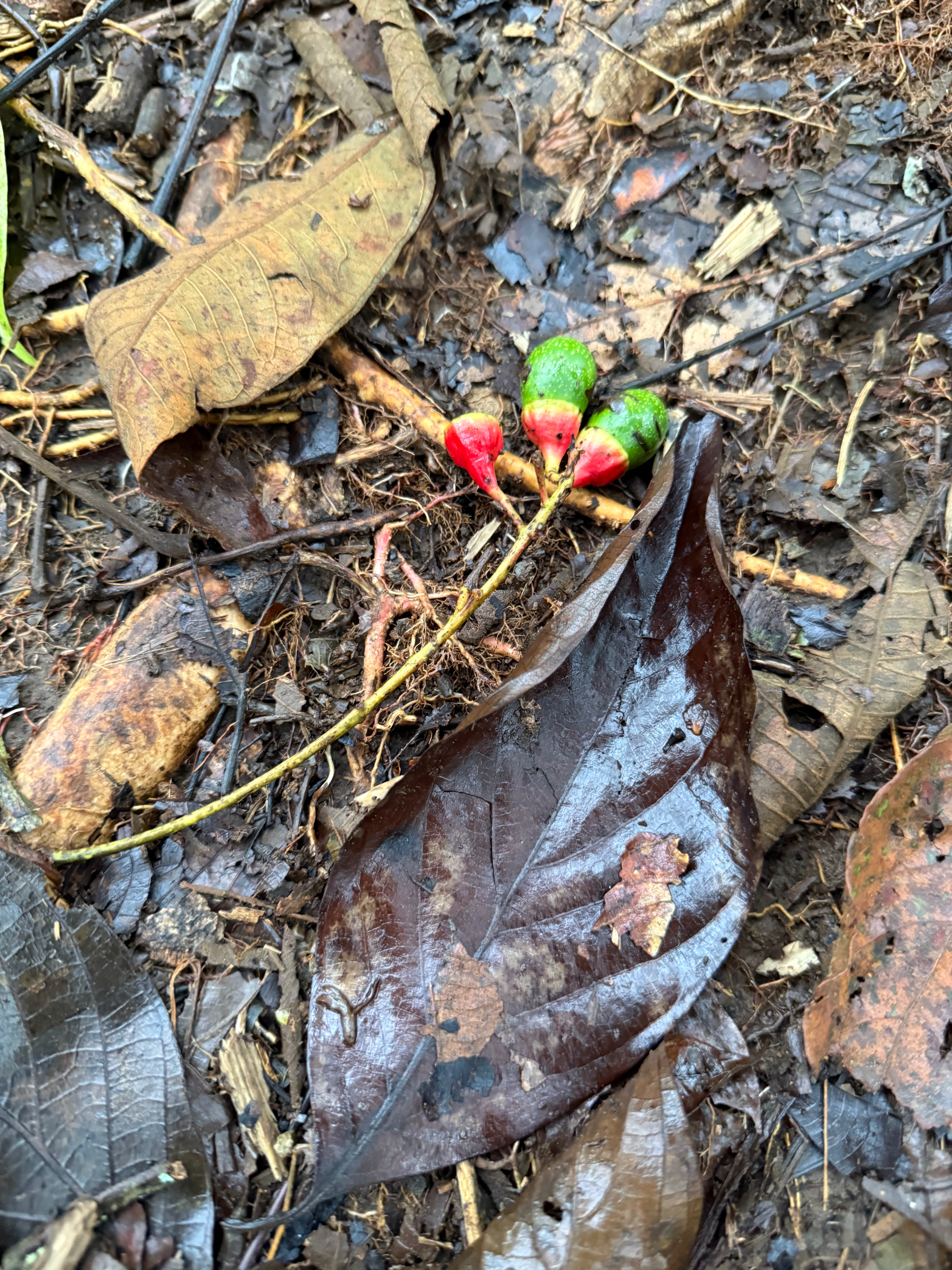 樹齢500年のオーク