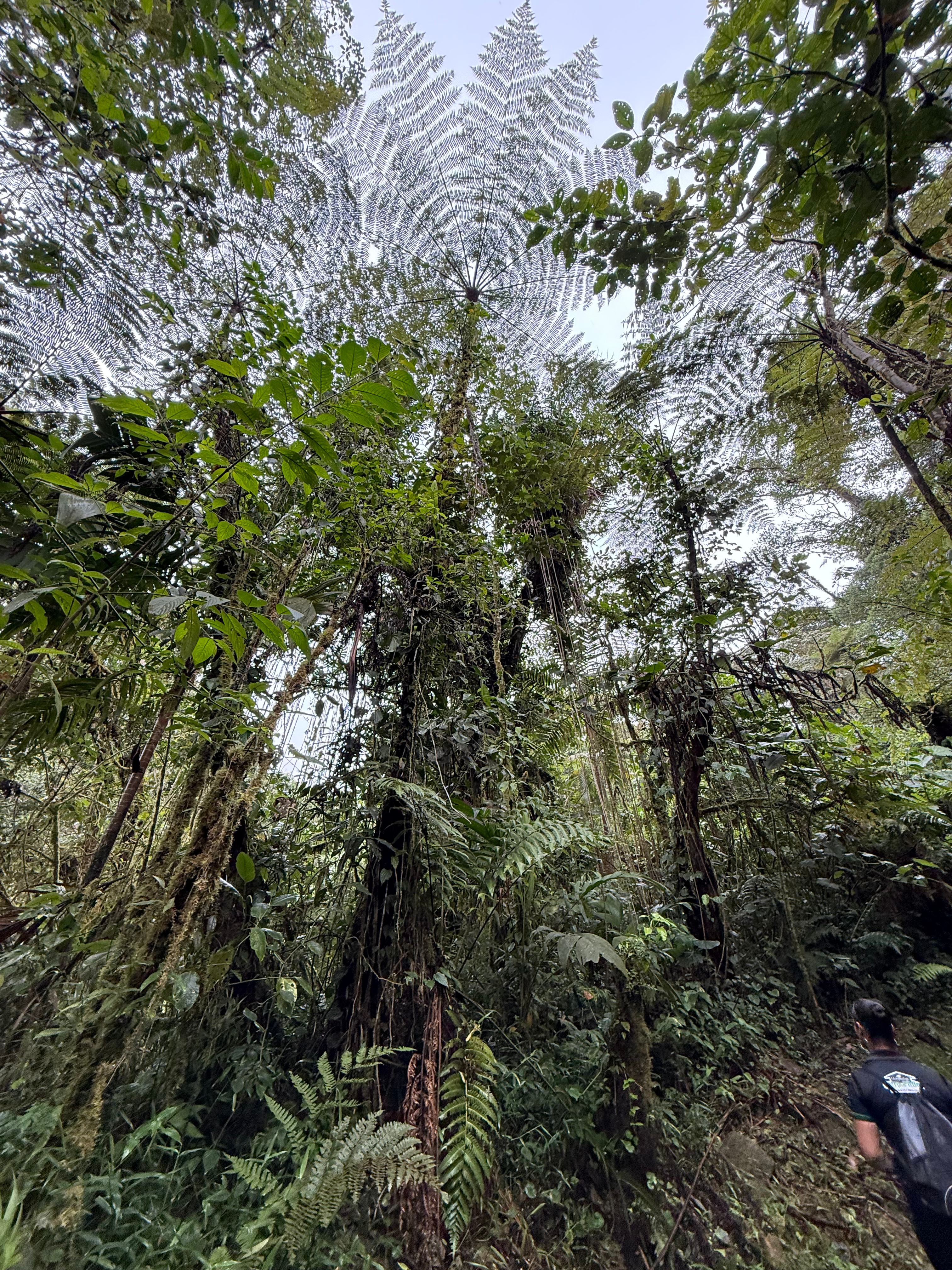 アグアカティージョの実