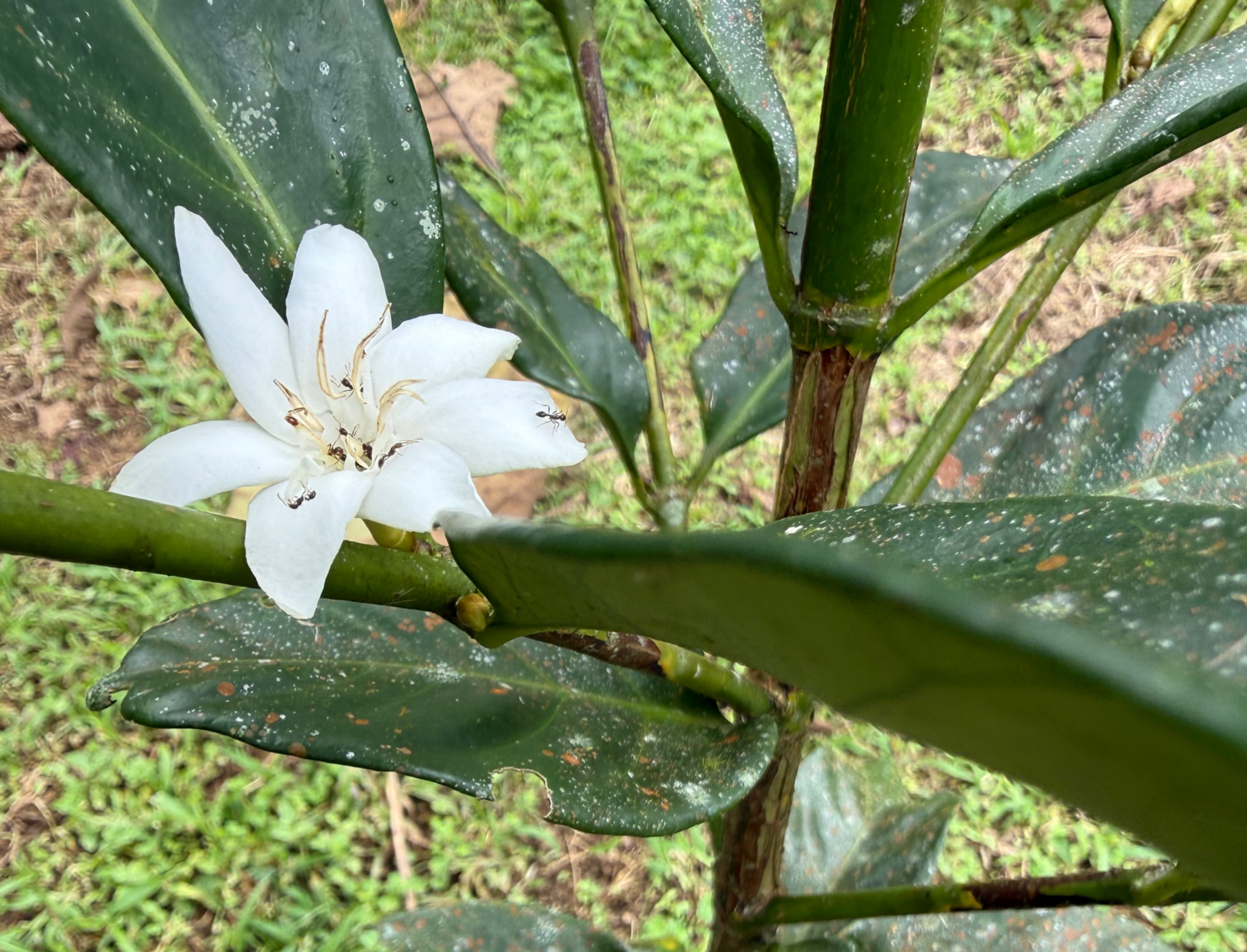 けもみちアップデート