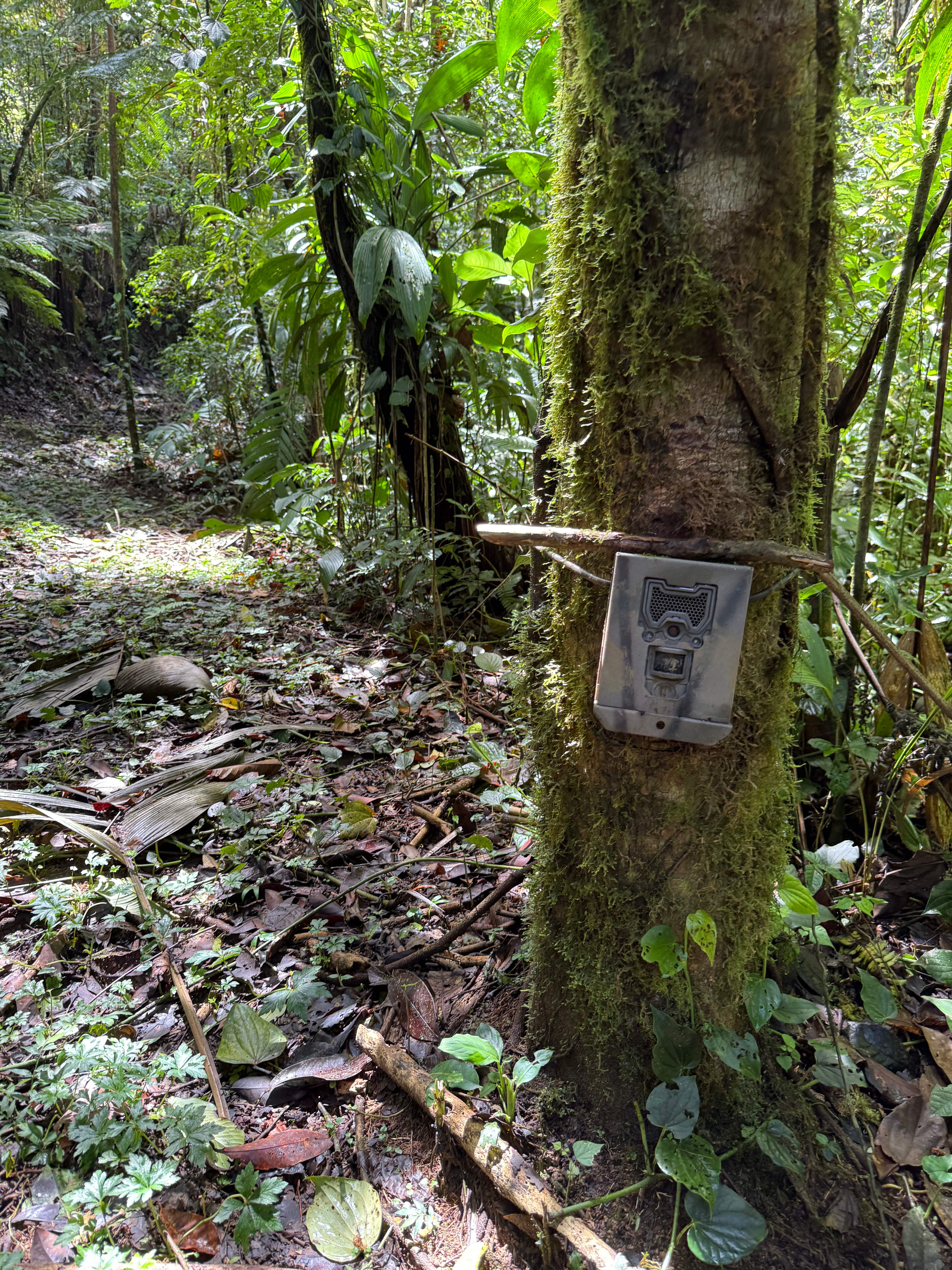 トラップカメラ