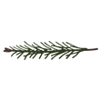 Pine Spruce Branches 11
