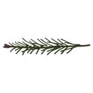 Pine Spruce Branches 11