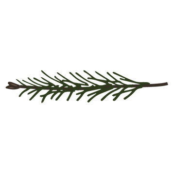 Pine Spruce Branches 11
