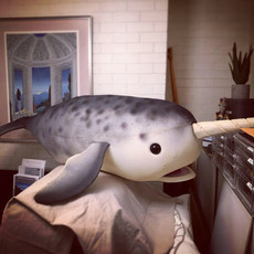 Narwhal