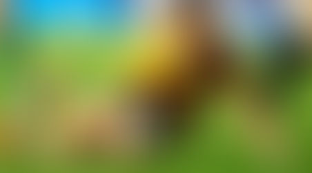 Video - Reportage sur Israel Folau