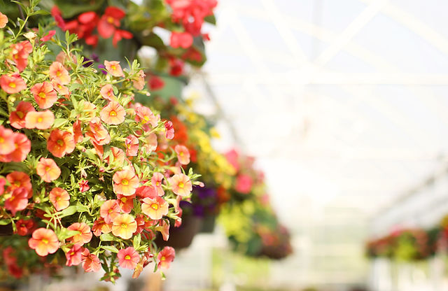 Sunshine Nursery Too | Plant Nursery | 3401 South Cherokee Drive