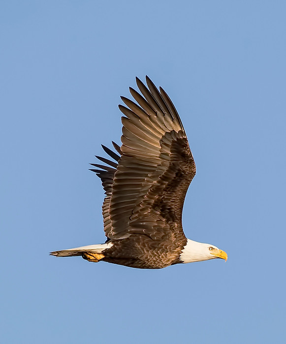 soaring eagle.jpg