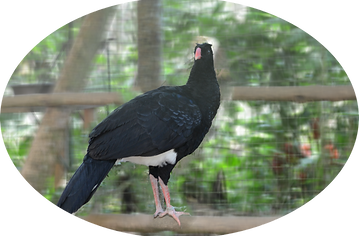 paujil nocturno (Copiar).png