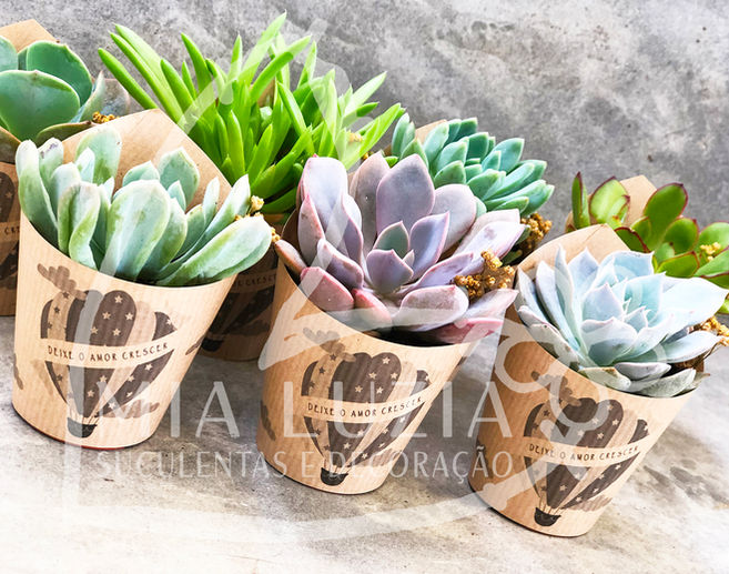 LEMBRANÇA DE CASAMENTO, BATIZADO, COMUNHÃO, ANIVERSÁRIO, CHÁ DE BEBÉ, OFERTA DE EMPRESAS E EVENTOS, BODAS DE CASAMENTO, CRISMA E MAIS...
Suculenta em papel kraft com mensagem  personalizada ao gosto do cliente.
Mix de suculentas #2.