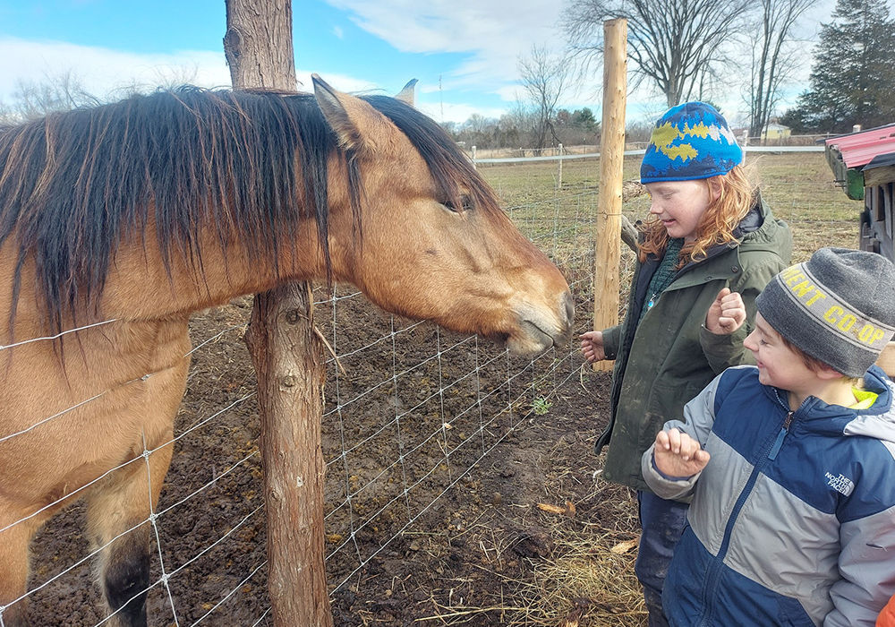 Bronson the horse being fed by children