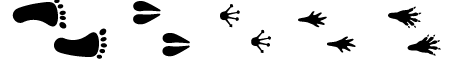 Illustration of animal footprints