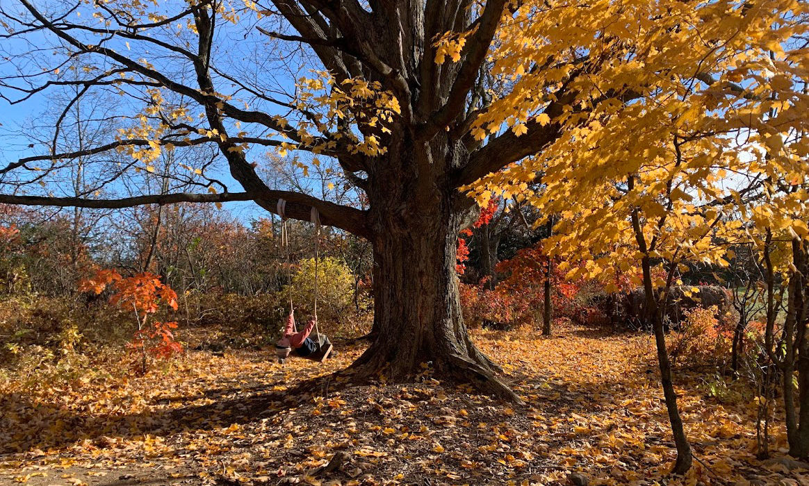 Child swinging on a swing in a large maple tree