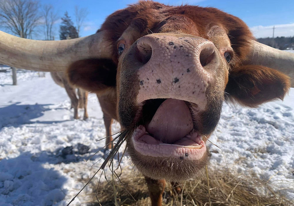 A Texas long horn smiling for the camera