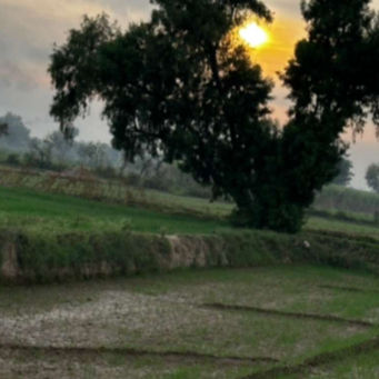 Sun setting behind a large tree in a green, rural field. The sky is cloudy, casting a serene, peaceful atmosphere on the landscape.