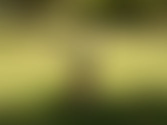 Rough and Tumble Play