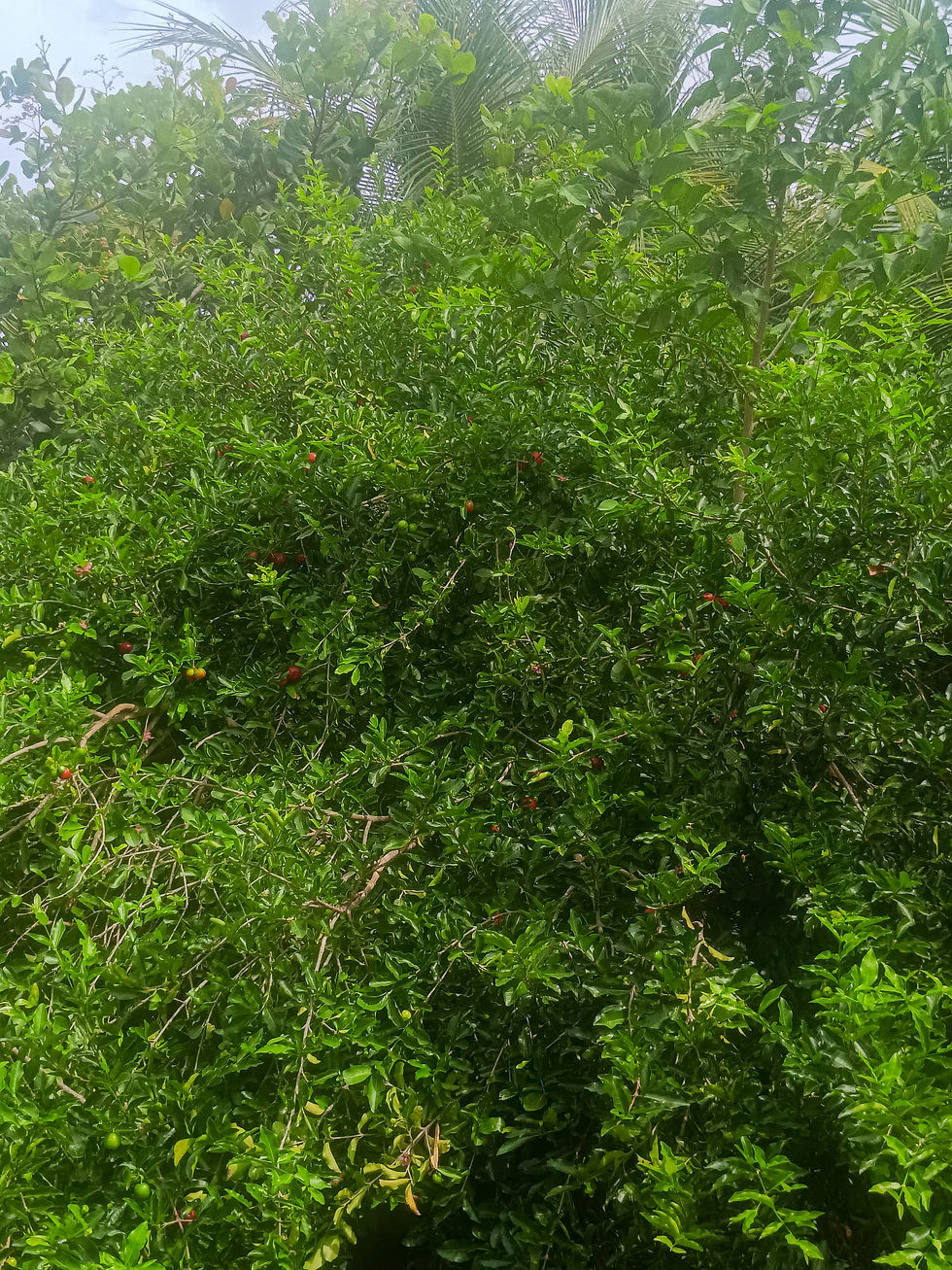 Do quintal pra mesa: O desenvolvimento do quintal produtivo