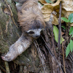 three-toed sloth with its arms wrapped around a tree trunk