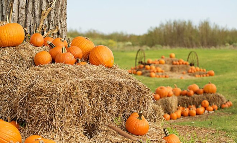 Random pumpkin patch.jpeg