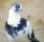 pigeon