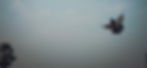 flying pigeon