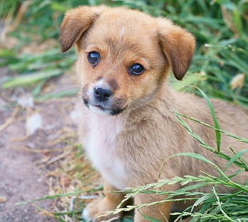 Animali1.jpg