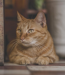 Animali3.jpg