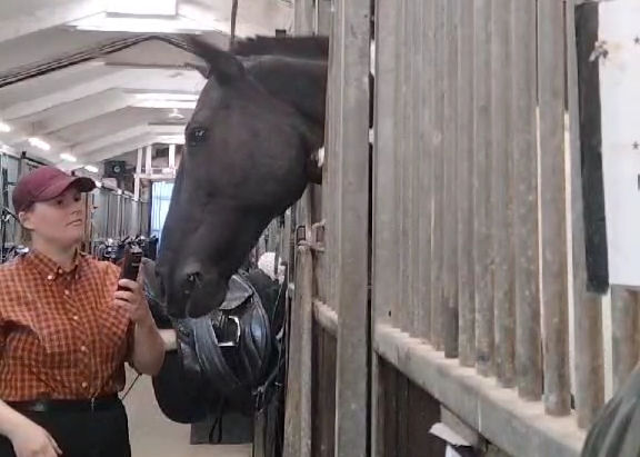Anna showing Bee the clippers in preparation for turning them on for training while Bee is in a stable